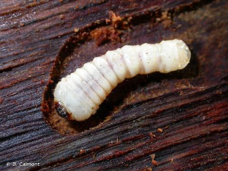 1 larve-de-clyte-arqué-Plagionotus-arcuatus-B-calmont