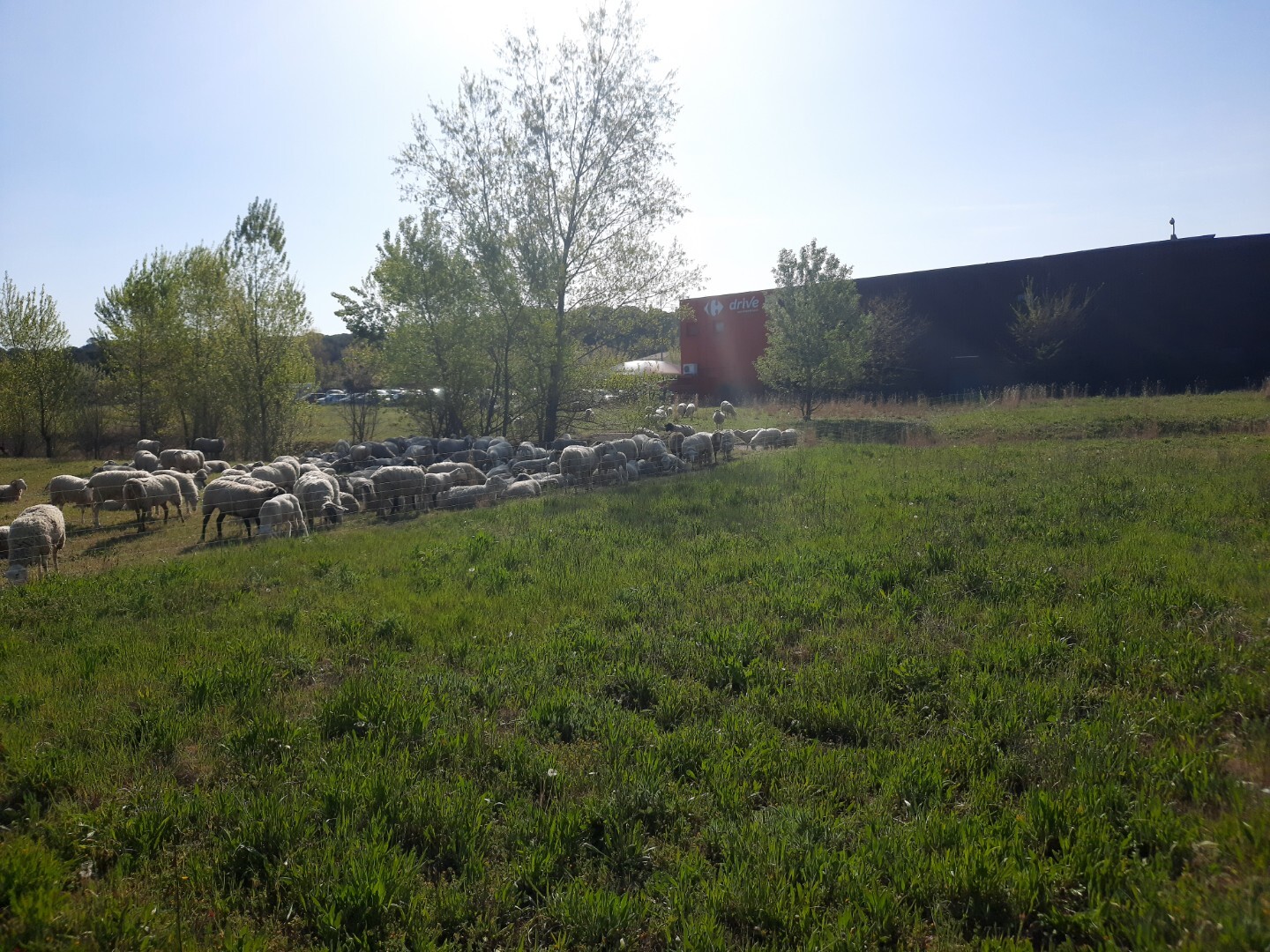 1-moutonchampCarrefour