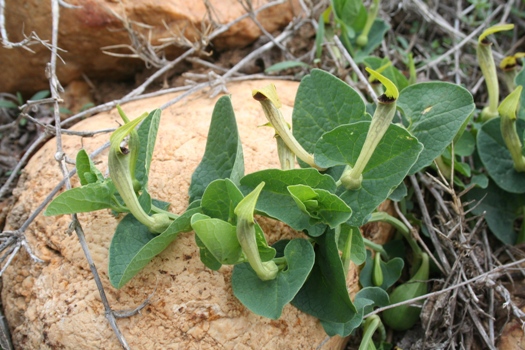 2 Aristoloche_a-nervures-peu-nombreuses- Aristolochia-paucinervis-ecologistes-de-l'euziere