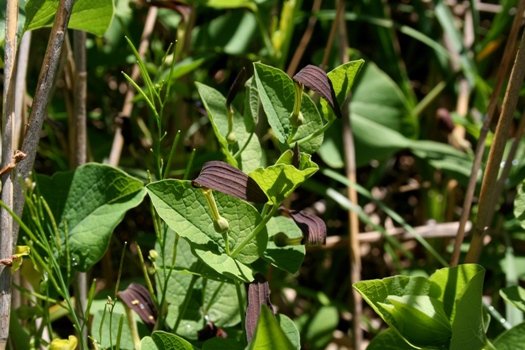 2 Aristoloche-a-feuilles-rondes-Aristolochia_rotunda-ecologistes-de-l-euziere