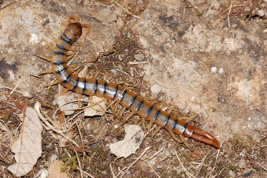 3 Scolopendre-ceinturée-Scolopendra-cingulata_-wikimedia-commons-Fritz Geller-Grimm