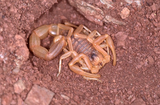 3 Scorpion_languedocien-Buthus_occitanus-wikimedia-commons-Bernard -DUPONT