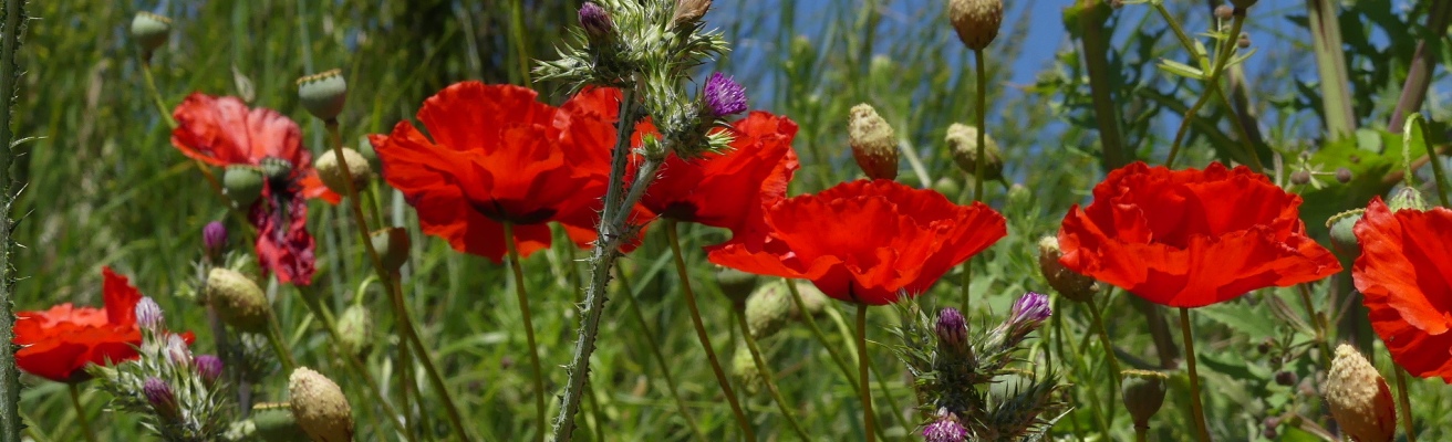 400_P1060090