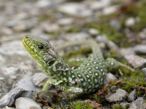 4 Lezard-ocellé-juvénile-Timon lepidus-ecologistes-de-l-euziere