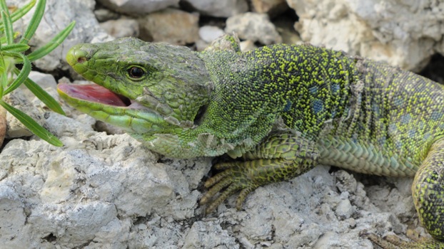 4 Lezard-ocellé-mâle-Timon lepidus-ecologistes-de-l-euziere