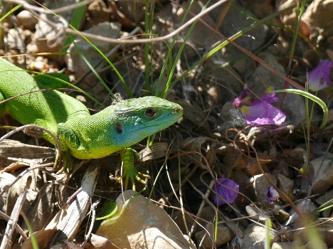 4 Lézard-vert-mâle-Lacerta_bilineata_ecologistes-de-l-euziere