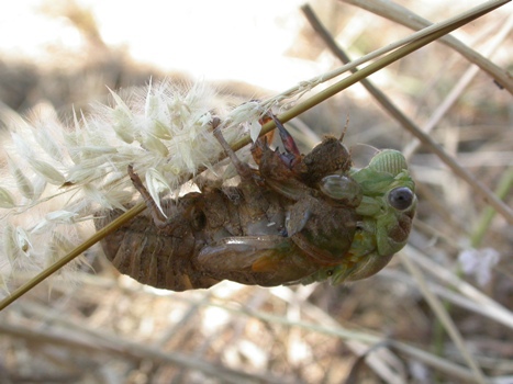 5 Cigale-plébéienne-Lyristes plebejus emergence -Ecologistes-de-l-euziere-1