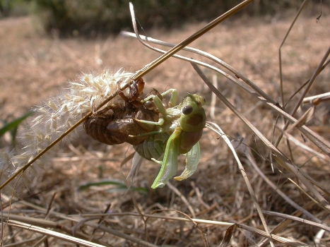 5 Cigale-plébéienne-Lyristes plebejus emergence -Ecologistes-de-l-euziere-4