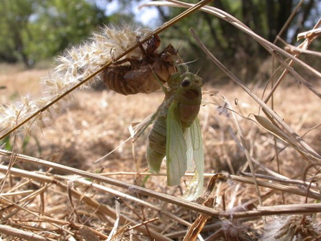 5 Cigale-plébéienne-Lyristes plebejus emergence -Ecologistes-de-l-euziere-5