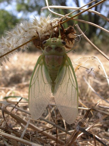 5 Cigale-plébéienne-Lyristes plebejus emergence -Ecologistes-de-l-euziere-6