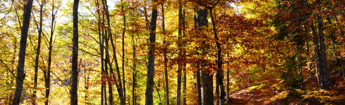 Automne 2