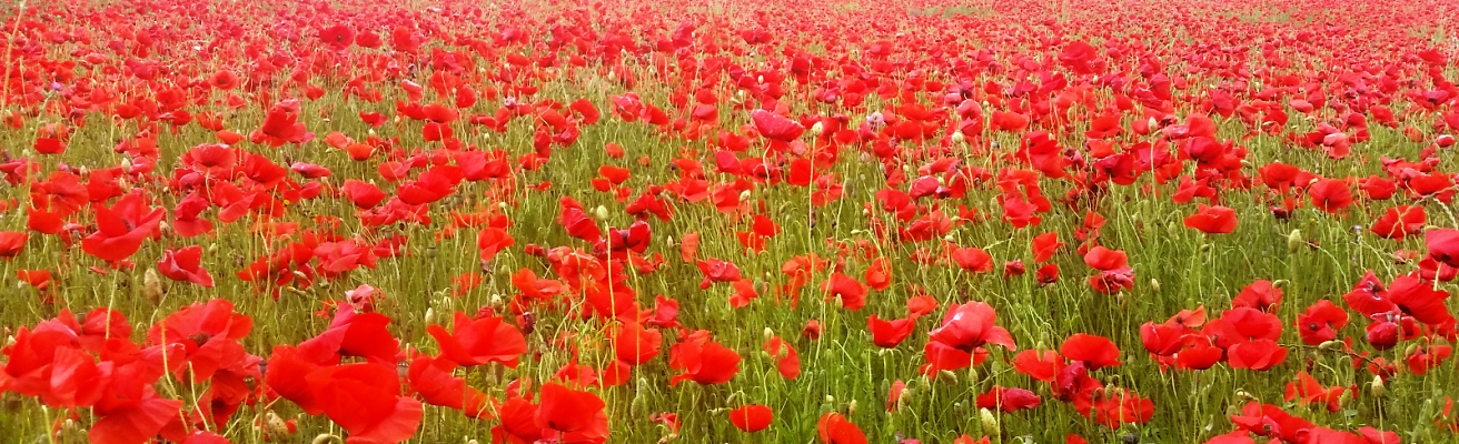 Coquelicot1