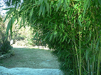 Jardin-des-bambous2