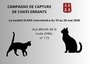 chats errants