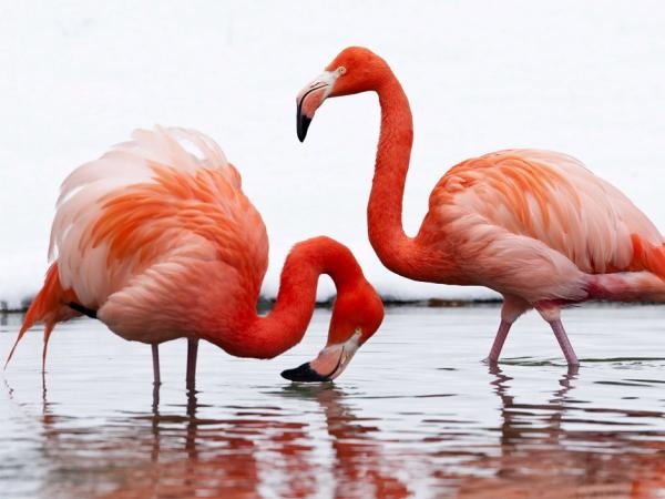 Tourisme Flamant Rose