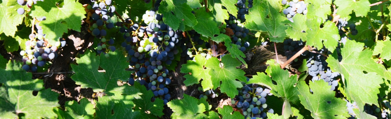 Vigne 201908_400